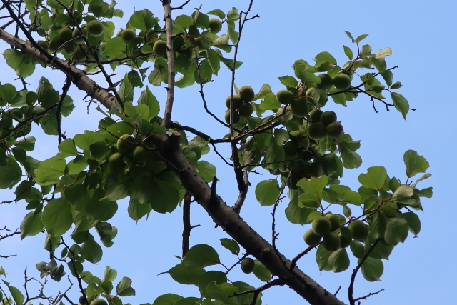 ファイル 8030-1.jpg