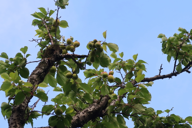 ファイル 8030-2.jpg