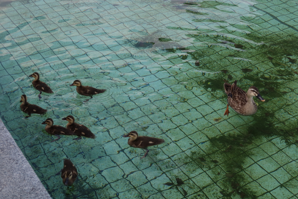 ファイル 8032-5.jpg