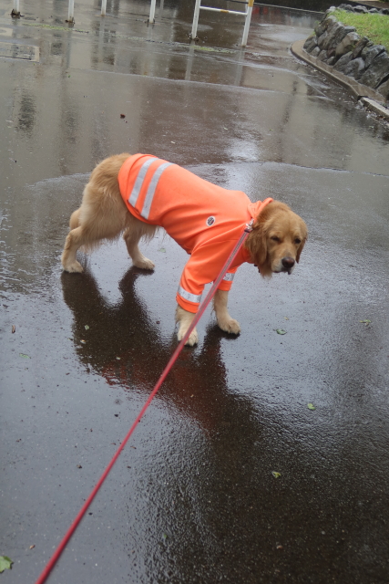 ファイル 8038-2.jpg