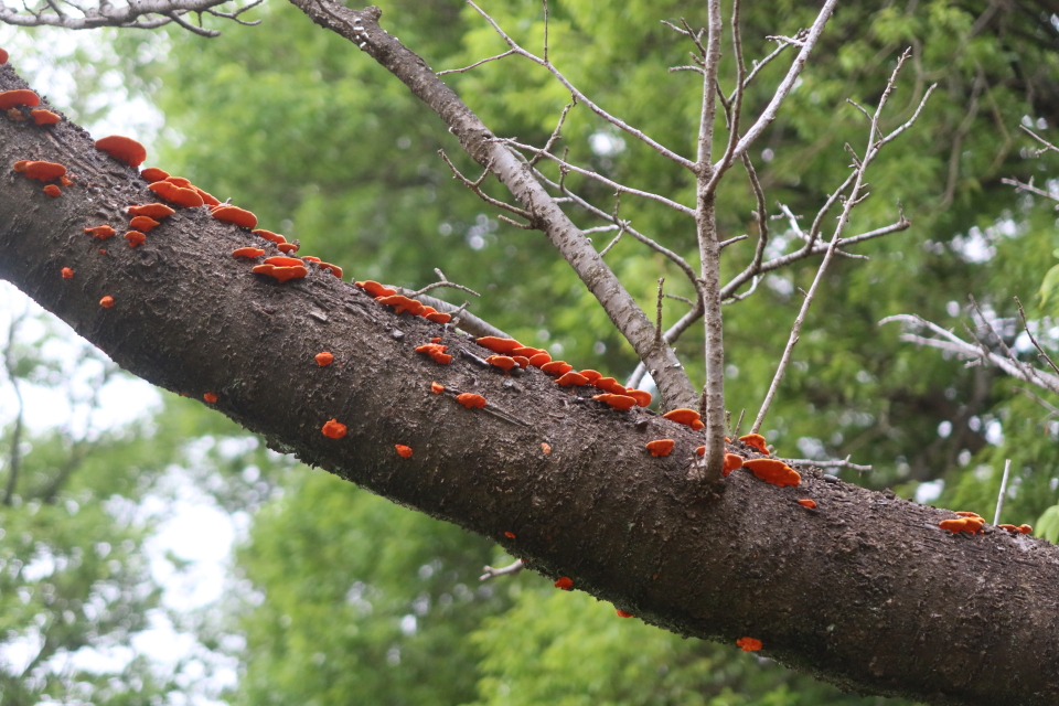 ファイル 8044-2.jpg