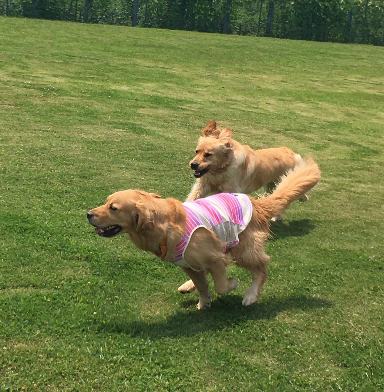 ファイル 8045-1.jpeg