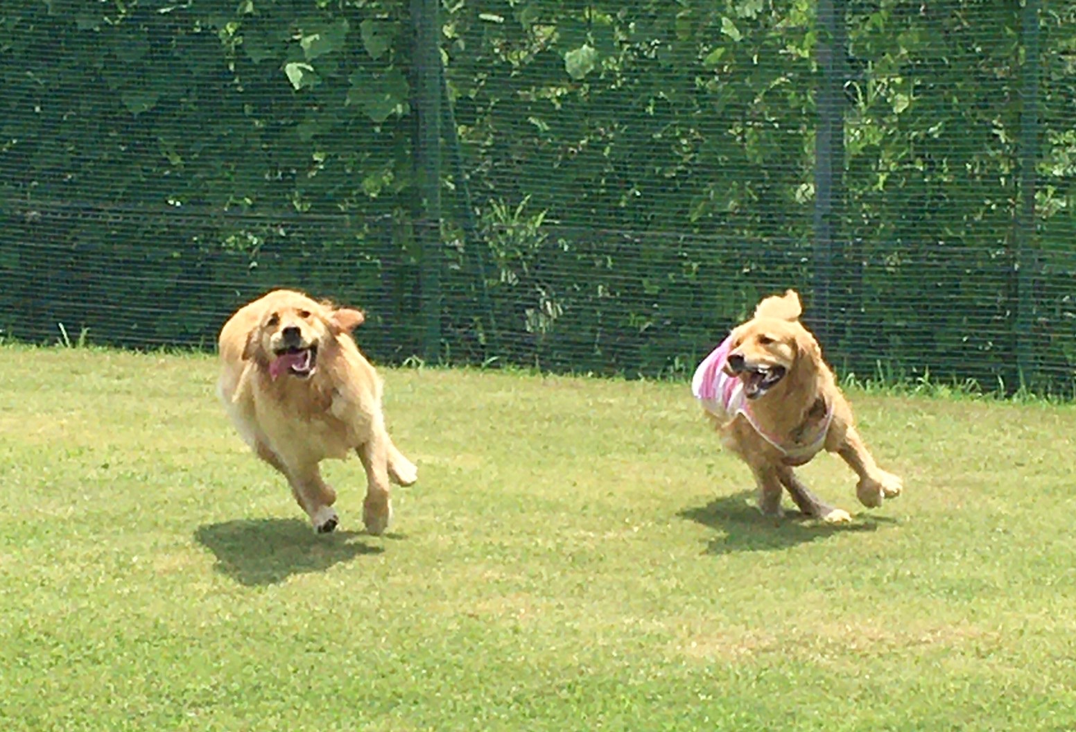 ファイル 8059-1.jpeg