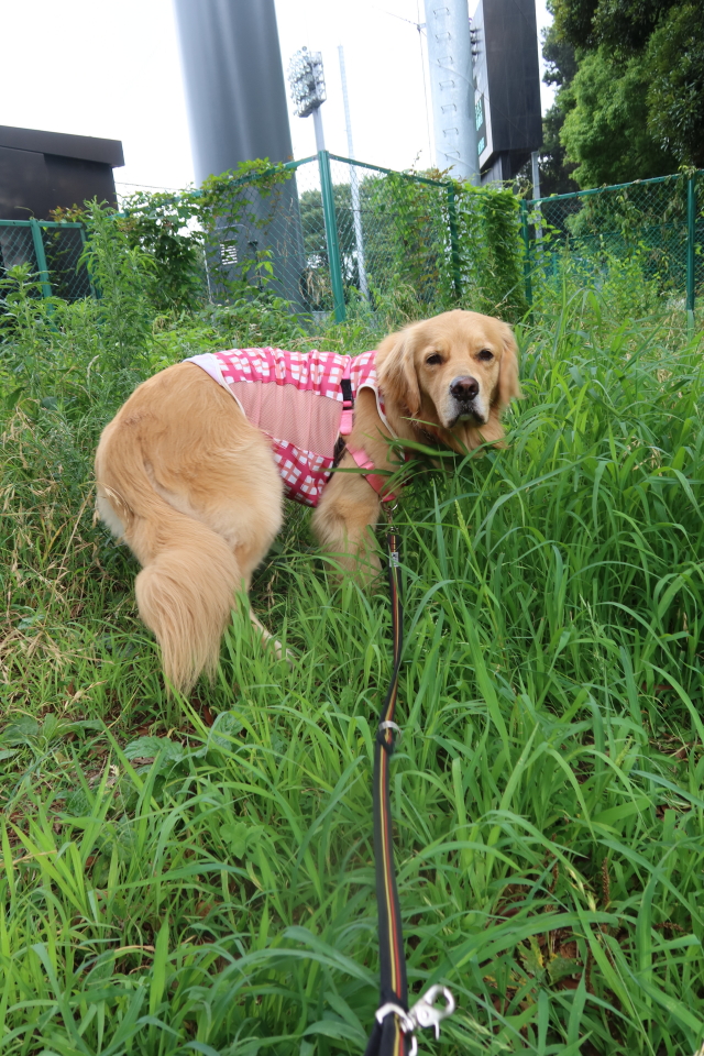 ファイル 8062-1.jpg