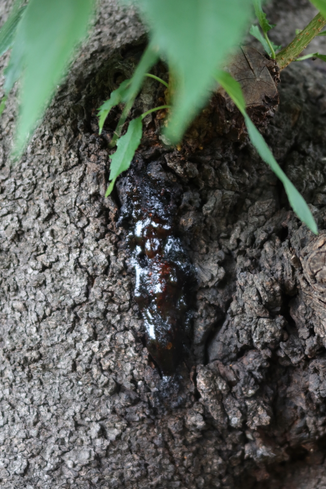 ファイル 8069-1.jpg