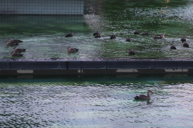 ファイル 8071-5.jpg