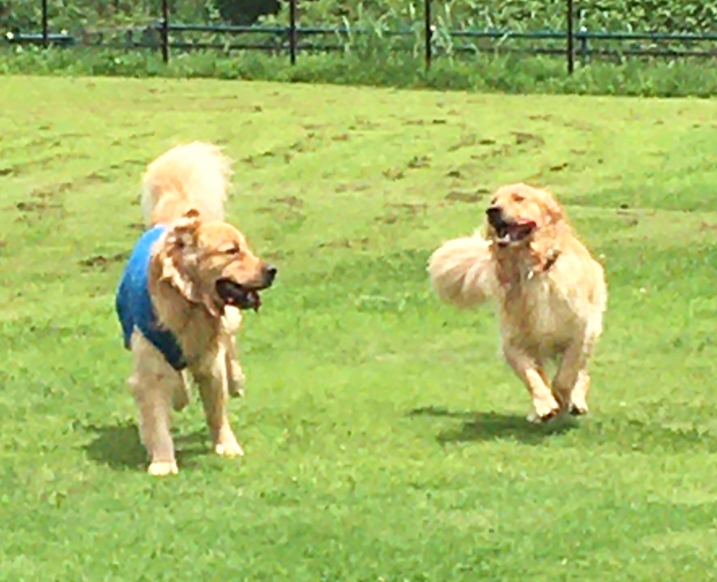 ファイル 8080-3.jpeg