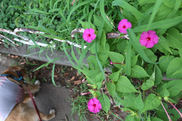 ファイル 8082-2.jpg