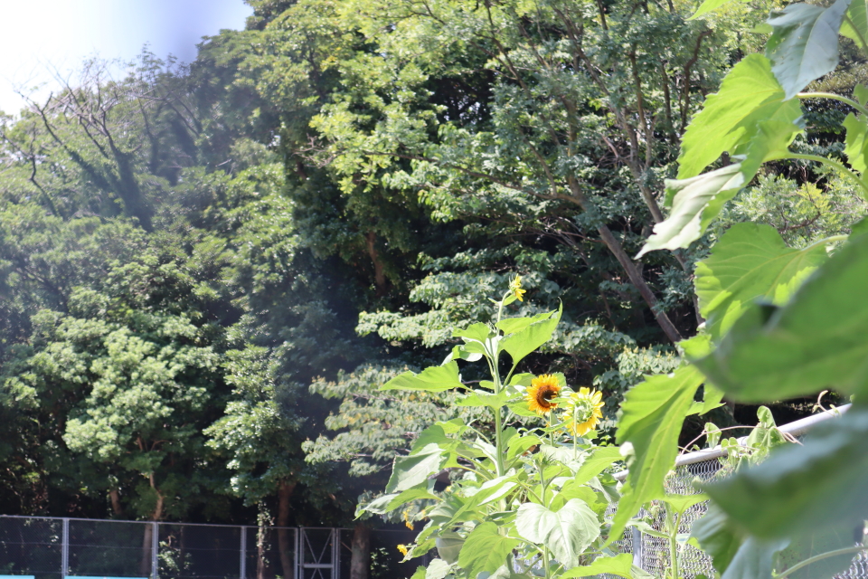 ファイル 8084-1.jpg