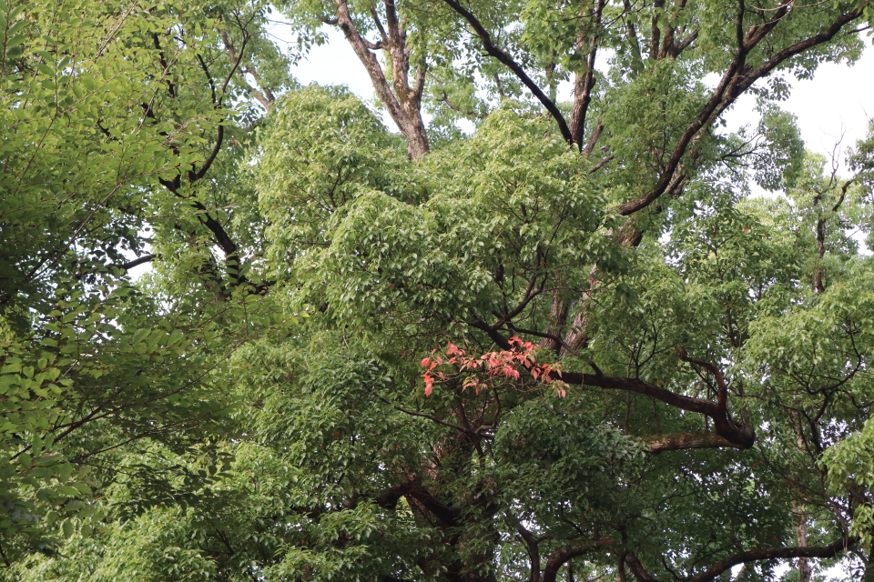 ファイル 8086-3.jpg