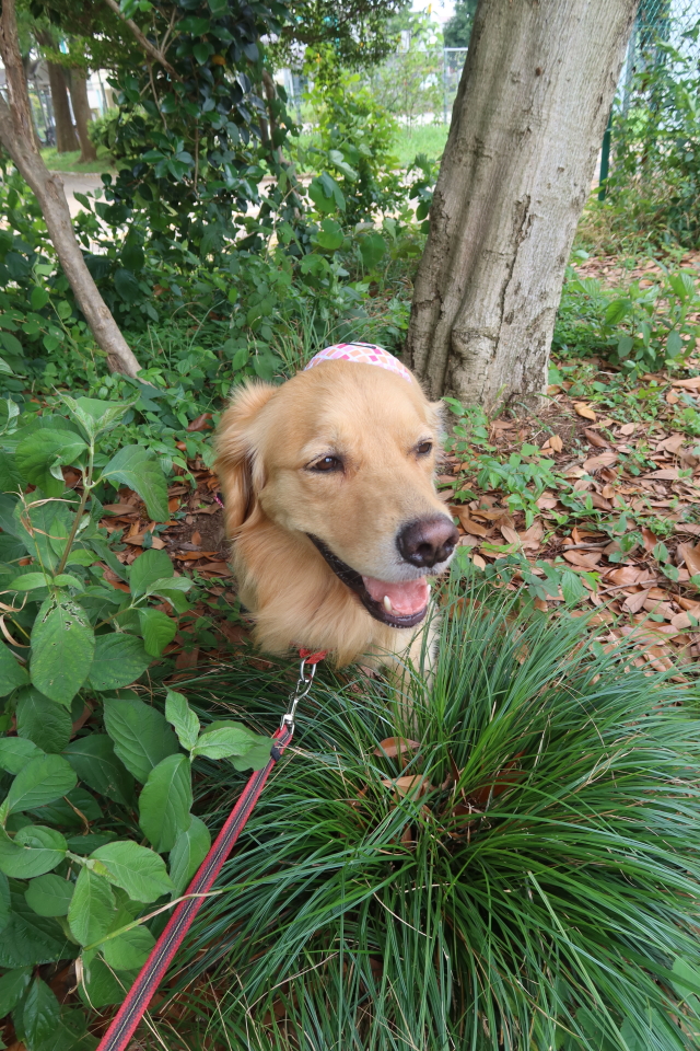 ファイル 8092-1.jpg