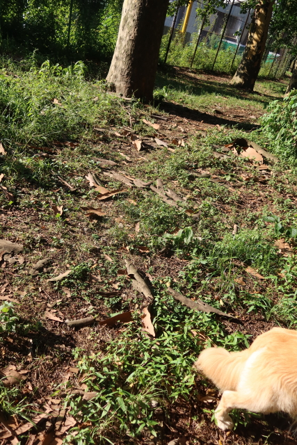 ファイル 8093-1.jpg