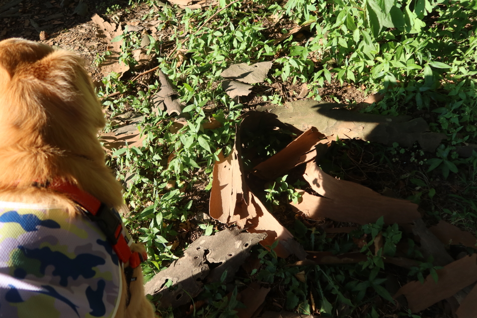 ファイル 8093-4.jpg