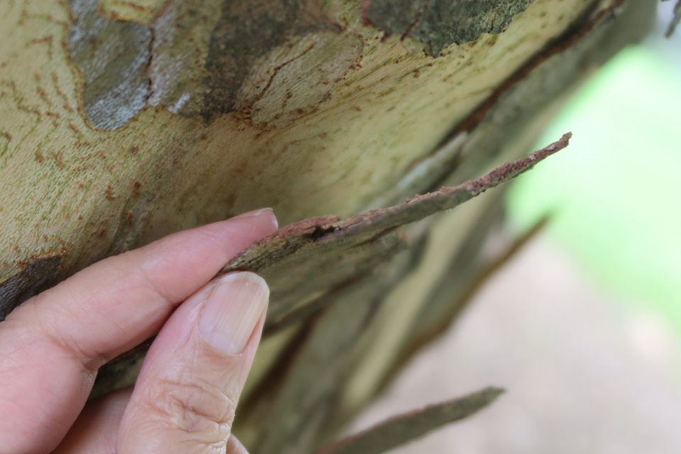 ファイル 8096-5.jpg