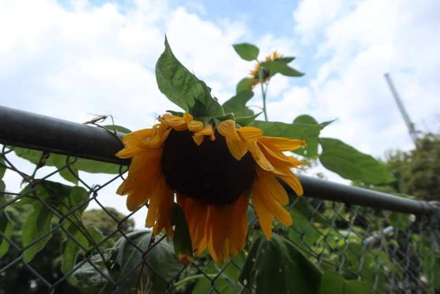 ファイル 8098-1.jpg