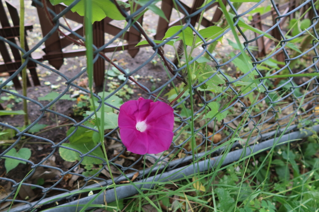 ファイル 8098-2.jpg