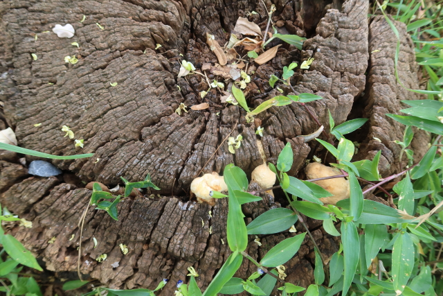 ファイル 8098-3.jpg