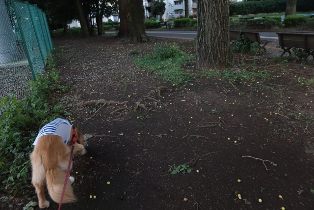 ファイル 8107-1.jpg