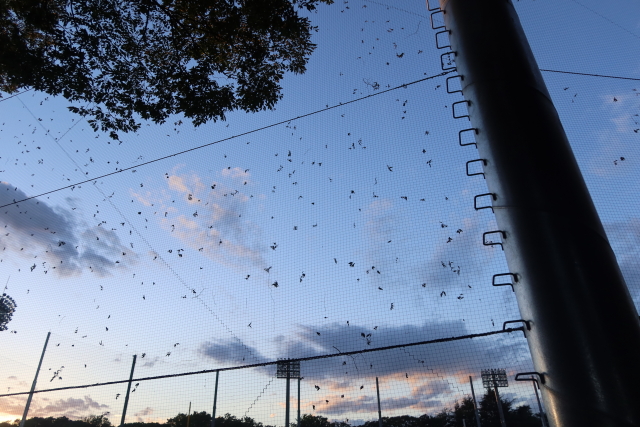 ファイル 8107-3.jpg