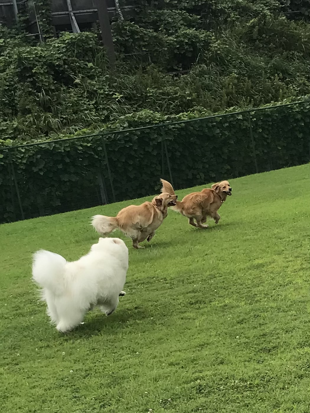 ファイル 8109-1.jpeg