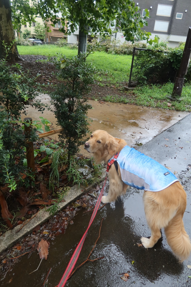 ファイル 8110-5.jpg