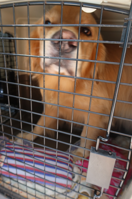 ファイル 8115-4.jpg