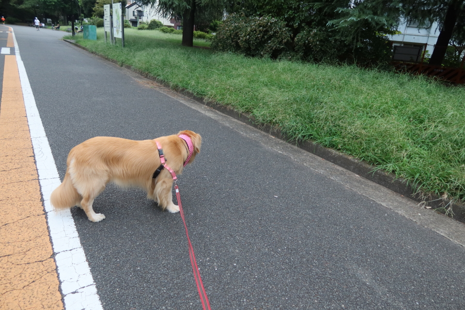 ファイル 8117-3.jpg