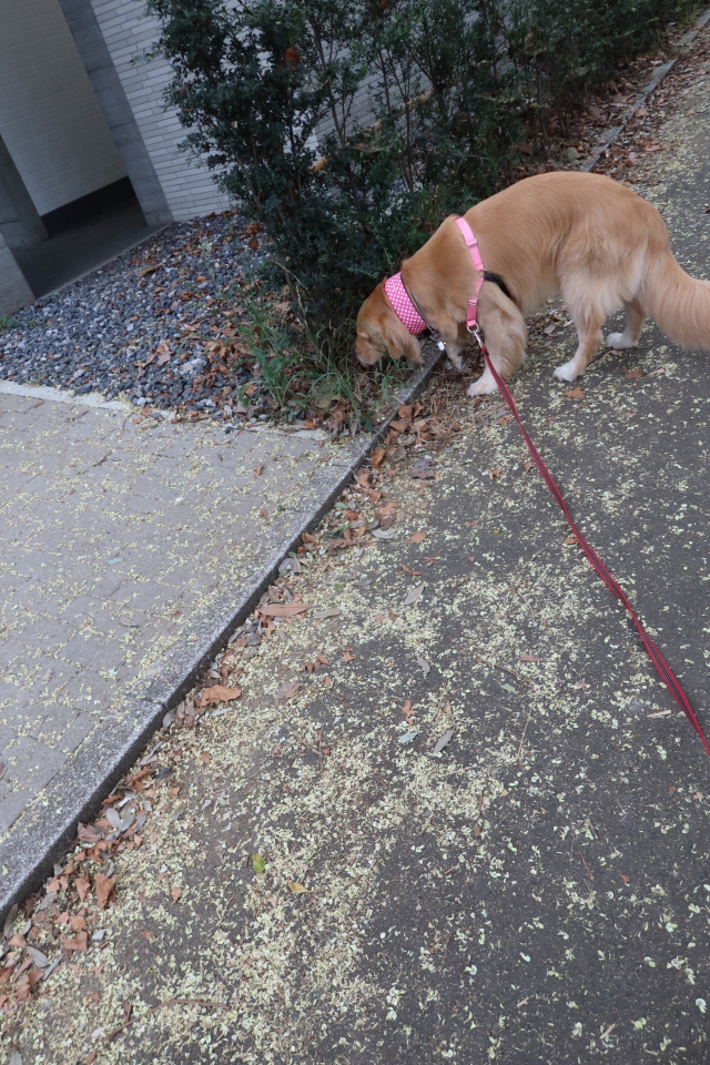 ファイル 8117-5.jpg