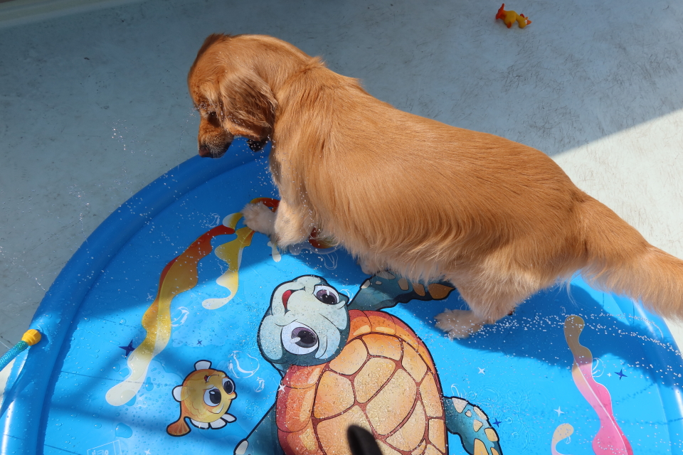 ファイル 8118-3.jpg