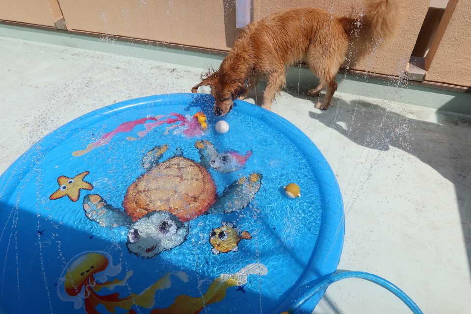 ファイル 8118-4.jpg