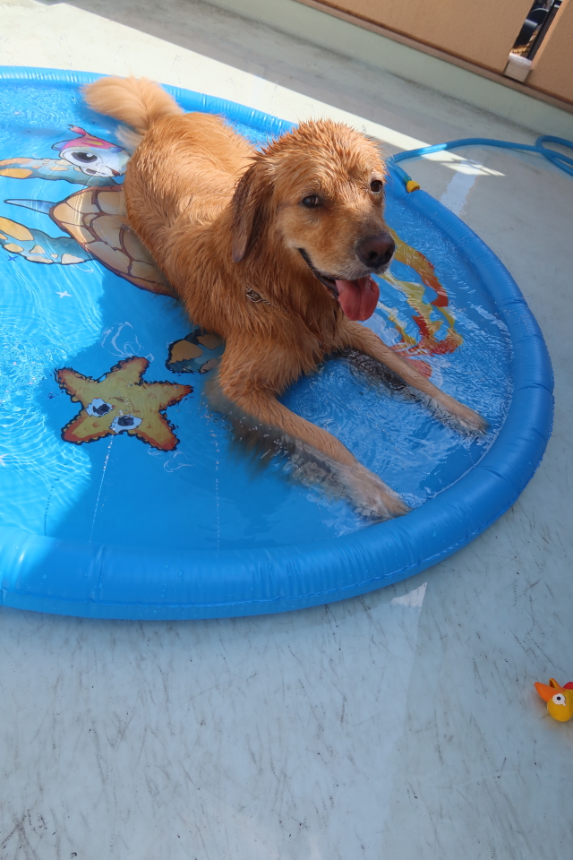 ファイル 8118-5.jpg