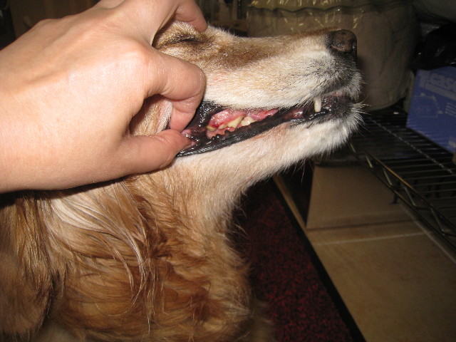 ファイル 812-4.jpg