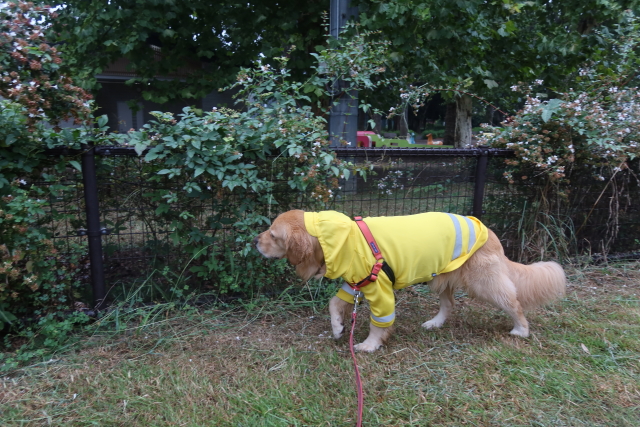 ファイル 8120-1.jpg