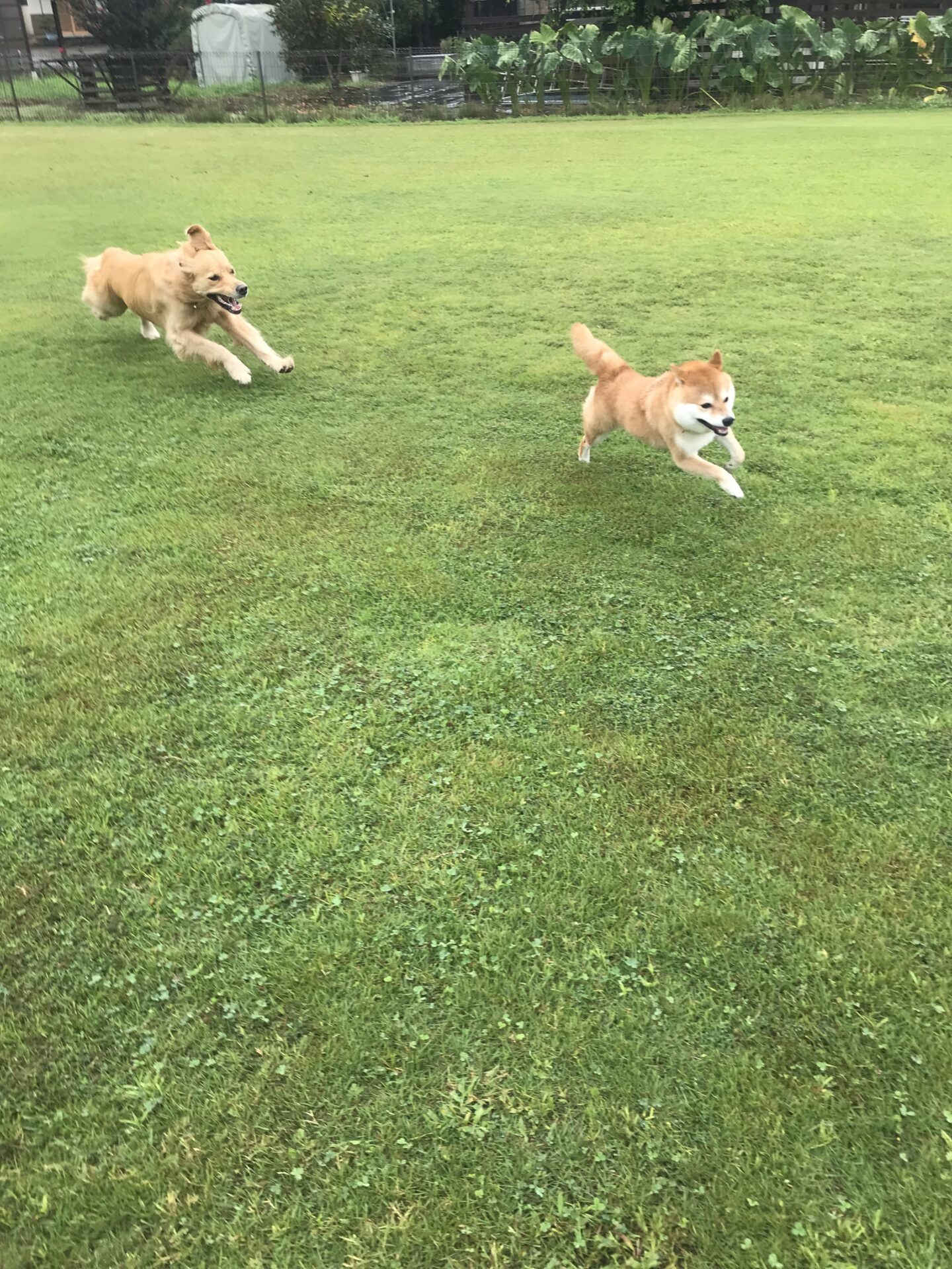 ファイル 8121-3.jpeg