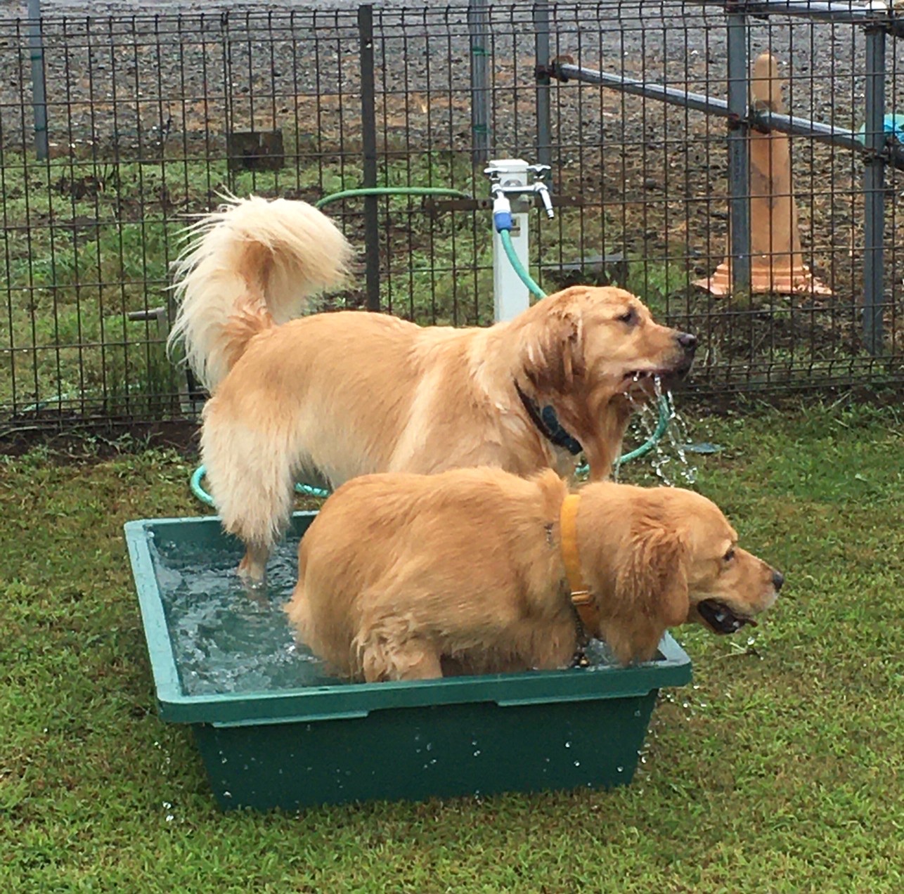 ファイル 8128-3.jpeg