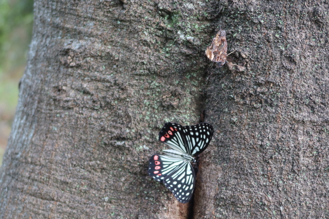 ファイル 8130-3.jpg