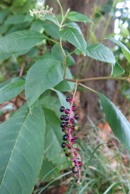 ファイル 8131-1.jpg