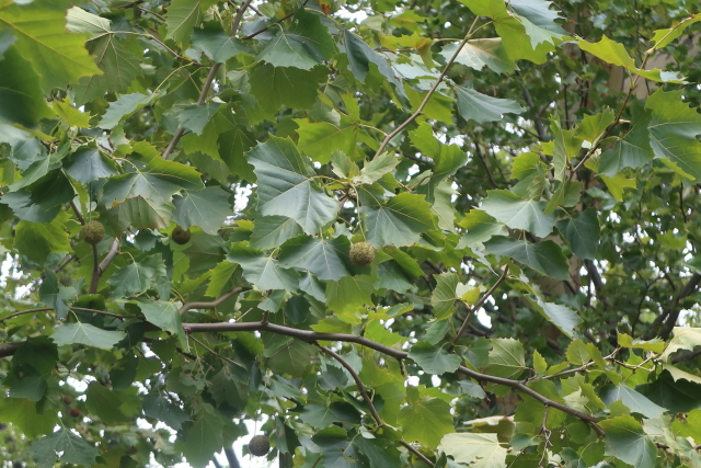 ファイル 8132-2.jpg