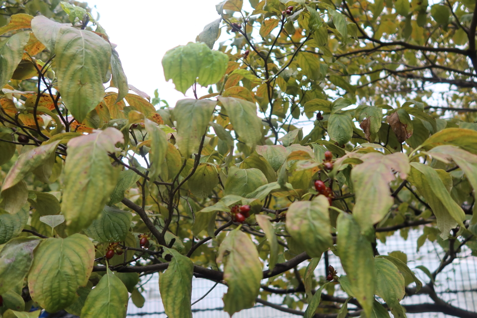 ファイル 8132-3.jpg