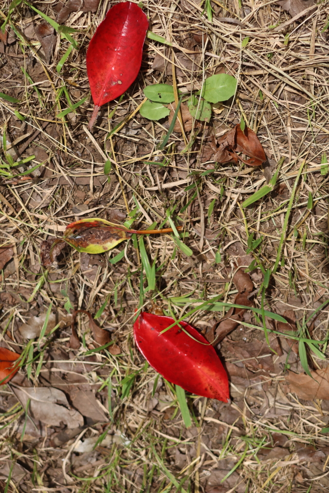 ファイル 8133-4.jpg