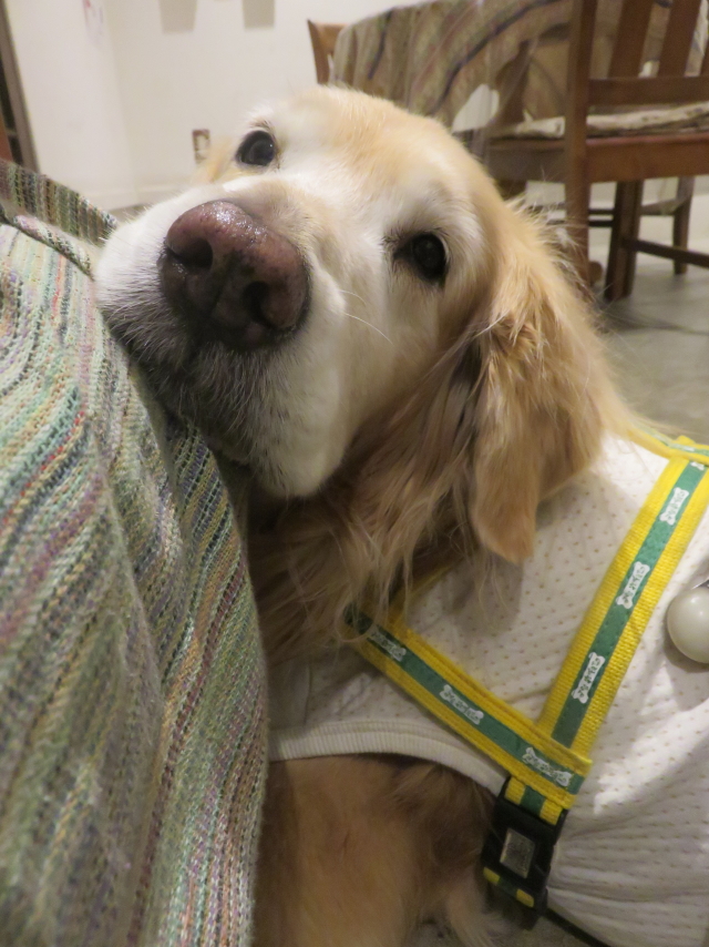 ファイル 8135-1.jpg