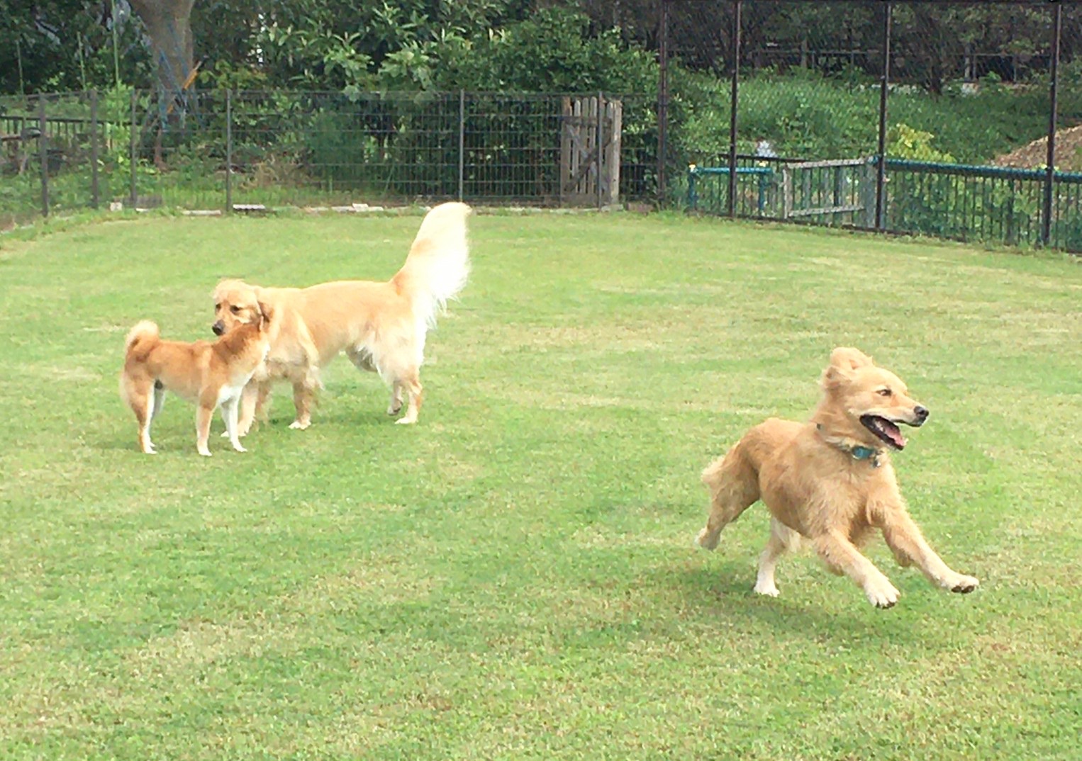 ファイル 8136-1.jpeg