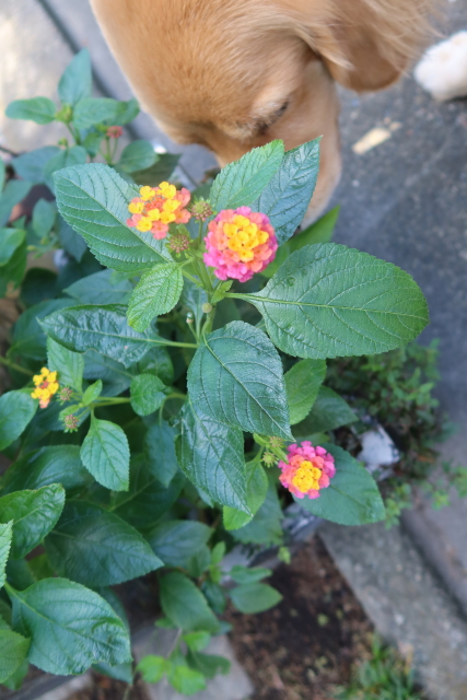 ファイル 8148-1.jpg