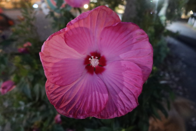 ファイル 8148-2.jpg