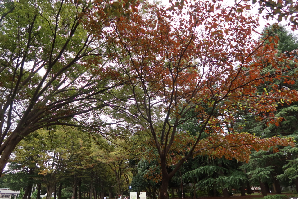 ファイル 8155-1.jpg