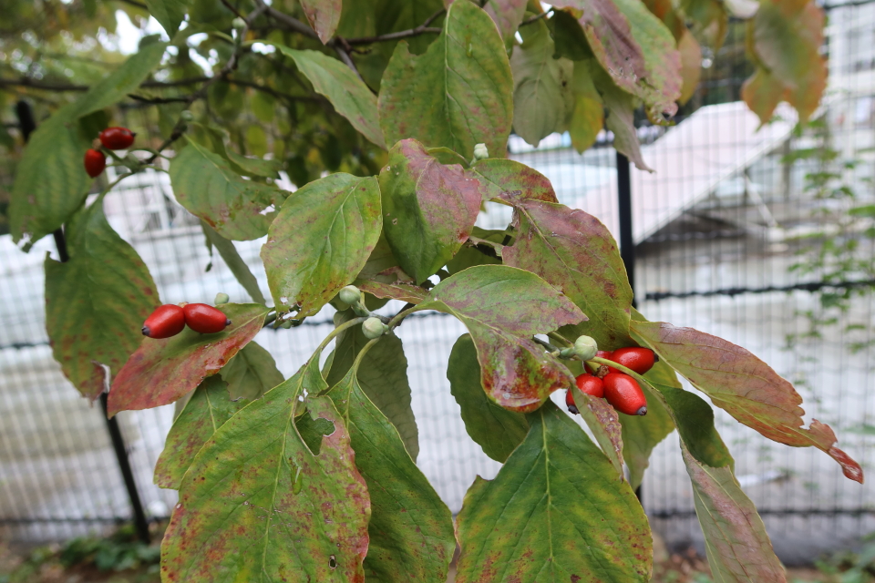 ファイル 8155-2.jpg