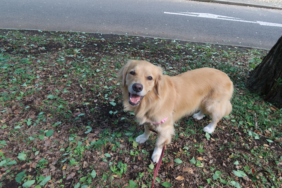 ファイル 8156-1.jpg