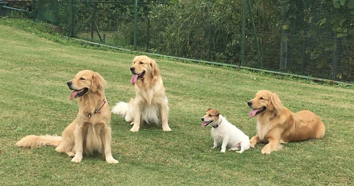 ファイル 8157-3.jpeg