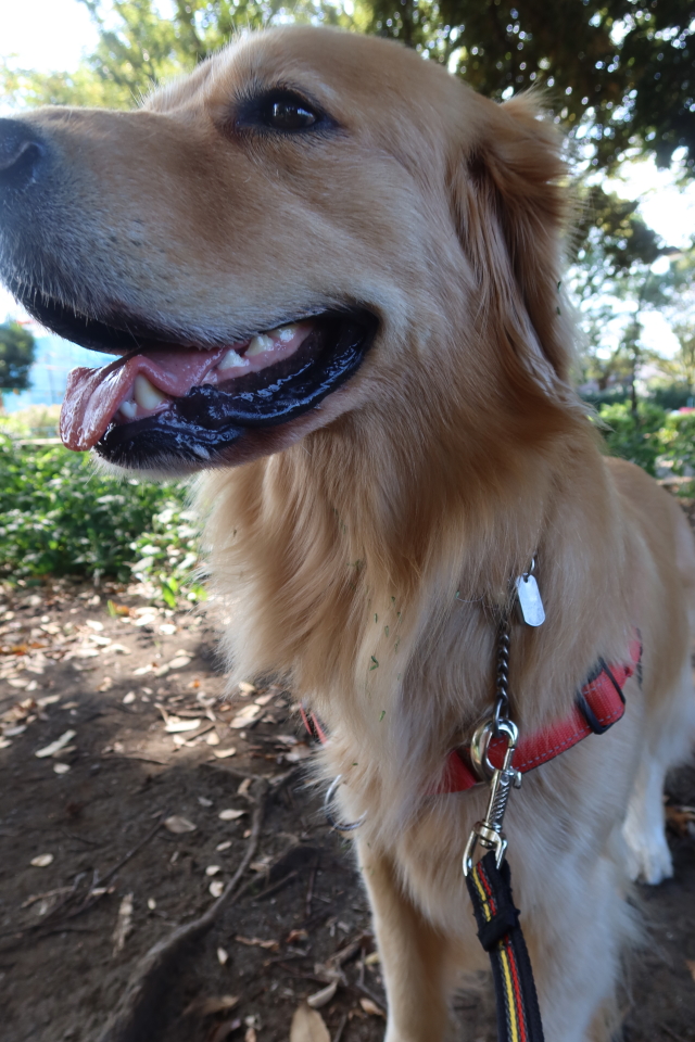 ファイル 8159-1.jpg