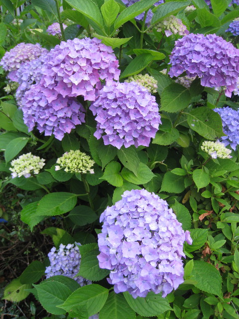 ファイル 816-2.jpg